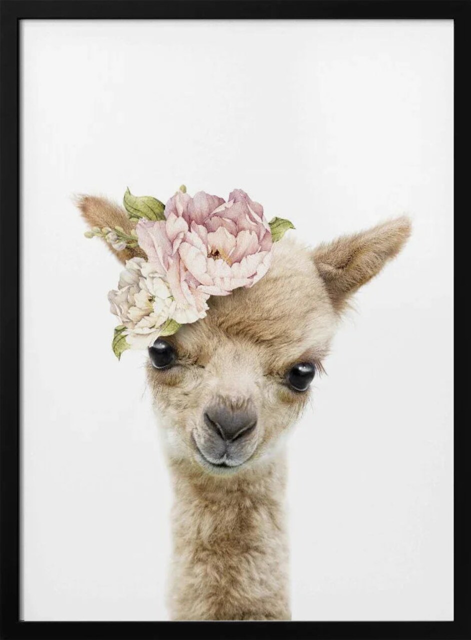 Framed Floral Baby Llama Art - Lola Peacock 24x36 for Home or Office Decor